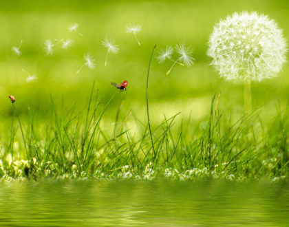 Perfect Peace