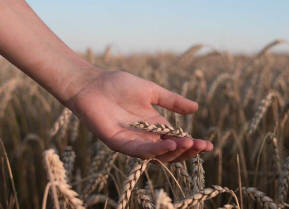 Our Part in the Harvest: Saving the Lost