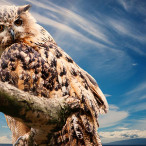 What? Get Wisdom? What? Get Wisdom?