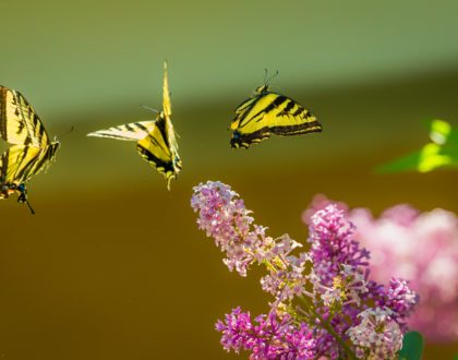 God's Promises of Faith, Hope, Love