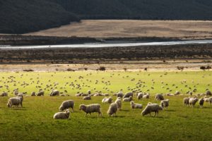 New Zealand Sheep