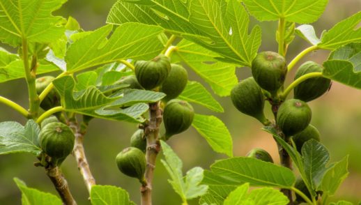 One More Year to Bear Fruit