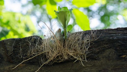 The Root Cause and the Cure