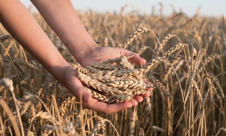 The Harvest Truly Is Plenteous The Harvest Truly Is Plenteous