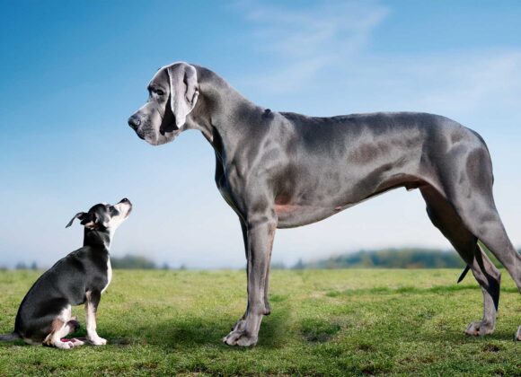 When Little Is Big Enough When Little Is Big Enough